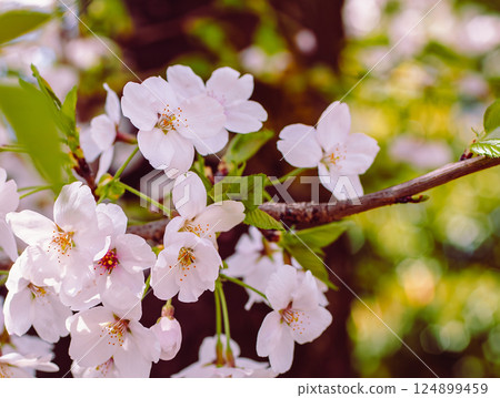 Somei-Yoshino cherry blossoms - 40 124899459