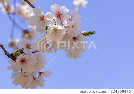 Somei-Yoshino cherry blossoms - 49 Somei-Yoshino cherry blossoms - 49 124899470