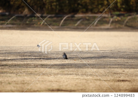 一隻畫眉鳥飛到草地上 一隻畫眉鳥飛到草地上 124899483
