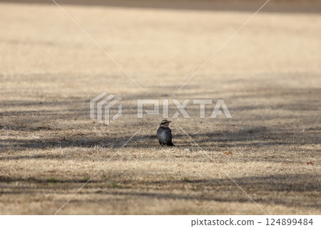 一隻畫眉鳥飛到草地上 124899484