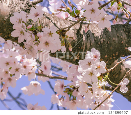 Somei-Yoshino cherry blossoms 2-3 Somei-Yoshino cherry blossoms 2-3 124899497