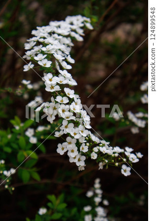 The spiracle willow has drooping branches like a willow, covered with small white flowers. 124899548