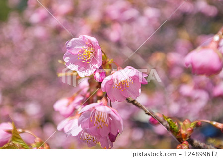 Green Center in early spring 124899612