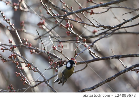 Cherry blossom buds and a great tit searching for food 124899678