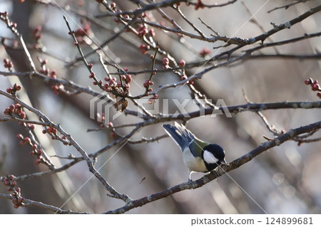 A great tit holding food in its mouth on a cherry tree A great tit holding food in its mouth on a cherry tree 124899681