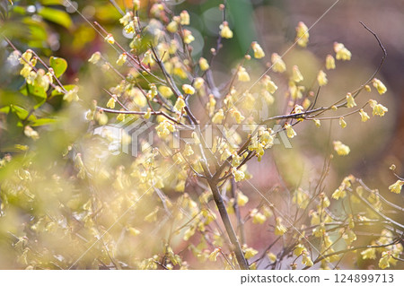 Green Center in early spring 124899713