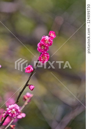 早春的綠色中心 早春的綠色中心 124899730