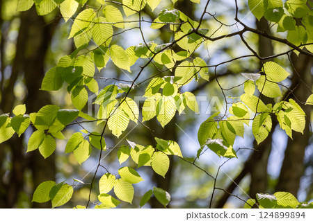 Fresh green leaves shining in the sunlight 5 124899894