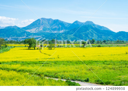 Iiyama City Tokiwa Rapeseed Flower Field 124899938