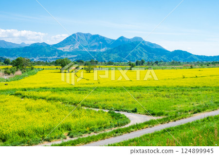 Iiyama City Tokiwa Rapeseed Flower Field Iiyama City Tokiwa Rapeseed Flower Field 124899945
