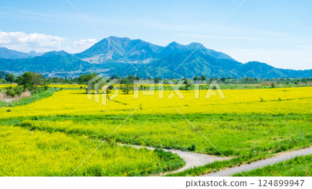 Iiyama City Tokiwa Rapeseed Flower Field 124899947