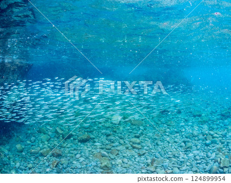 A beautiful school of silver-stripe round herring (Clupeidae) and other fish. Hirizohama Nakagi Minamiizu Town Izu Peninsula Shizuoka Prefecture 2024 124899954