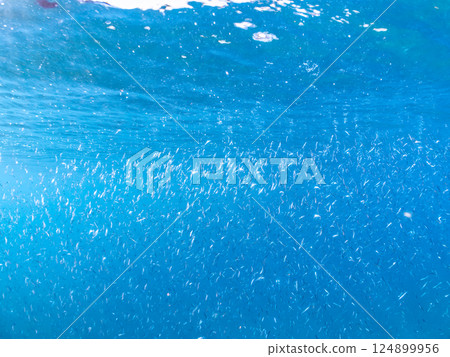 一大群美麗的銀紋圓鯡魚（Clupeidae）和其他魚類。 Hirizohama Nakagi 南伊豆鎮 伊豆半島 靜岡縣 2024 124899956