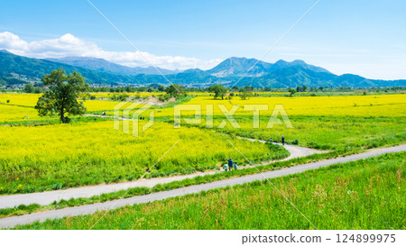 Iiyama City Tokiwa Rapeseed Flower Field Iiyama City Tokiwa Rapeseed Flower Field 124899975