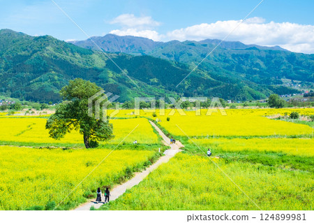 Iiyama City Tokiwa Rapeseed Flower Field 124899981