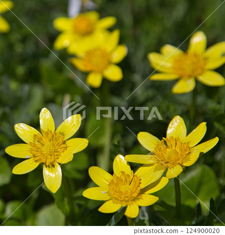Early spring flowers 124900020