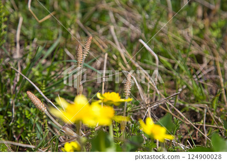 Early spring flowers Early spring flowers 124900028