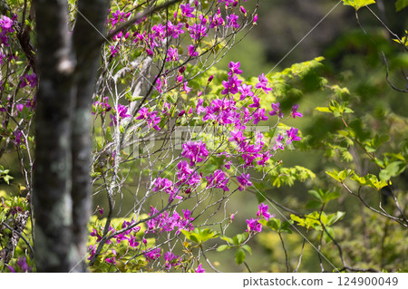 Mitsuba azalea blooming in the fresh green forest 8 Mitsuba azalea blooming in the fresh green forest 8 124900049