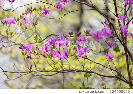 Mitsuba azalea blooming in the forest of fresh greenery 9 Mitsuba azalea blooming in the forest of fresh greenery 9 124900050