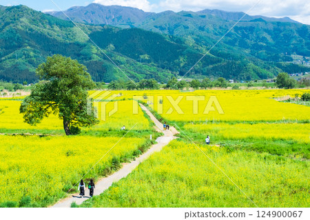 飯山市/常盤油菜田 飯山市/常盤油菜田 124900067