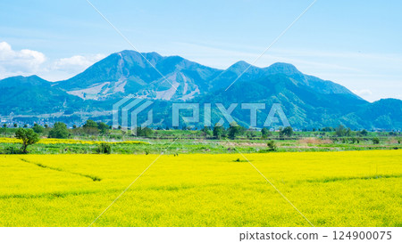Iiyama City Tokiwa Rapeseed Flower Field 124900075