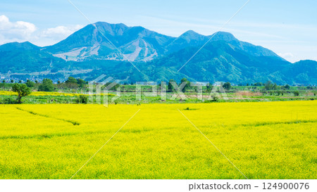 Iiyama City Tokiwa Rapeseed Flower Field 124900076