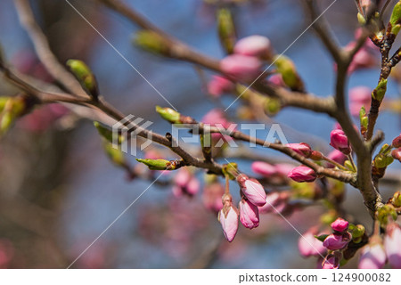 Early spring flowers 124900082