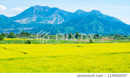 Iiyama City Tokiwa Rapeseed Flower Field 124900097