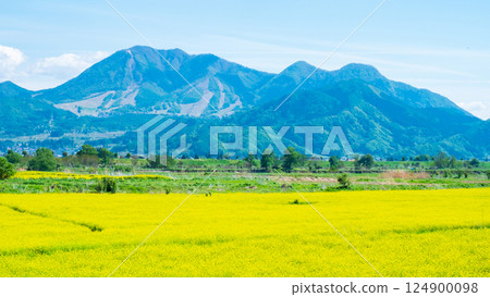 Iiyama City Tokiwa Rapeseed Flower Field 124900098
