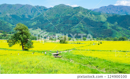 飯山市/常盤油菜田 124900100