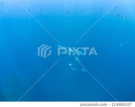 A flock of amberjacks and rainbow trout (Carangidae) attacking a school of silver-stripe round herring, Hirizohama Nakagi Minamiizu Town Izu Peninsula Shizuoka Prefecture 2024 124900107