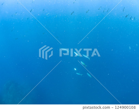 A flock of amberjacks and rainbow trout (Carangidae) attacking a school of silver-stripe round herring, Hirizohama Nakagi Minamiizu Town Izu Peninsula Shizuoka Prefecture 2024 124900108