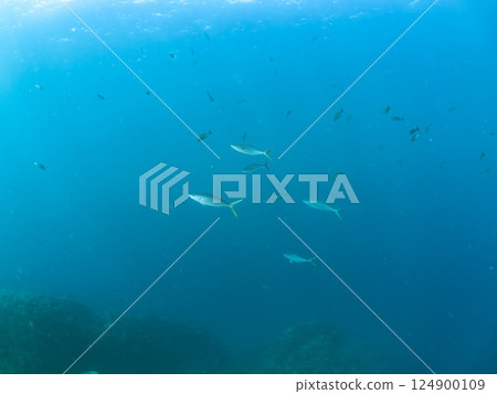 A flock of amberjacks and rainbow trout (Carangidae) attacking a school of silver-stripe round herring, Hirizohama Nakagi Minamiizu Town Izu Peninsula Shizuoka Prefecture 2024 124900109