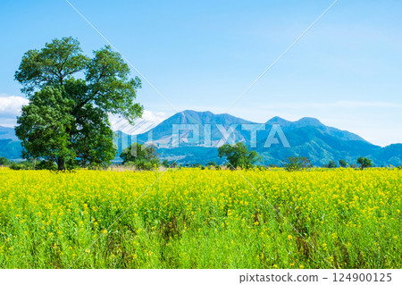 飯山市/常盤油菜田 124900125
