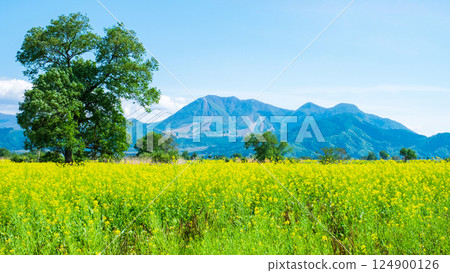 Iiyama City Tokiwa Rapeseed Flower Field Iiyama City Tokiwa Rapeseed Flower Field 124900126