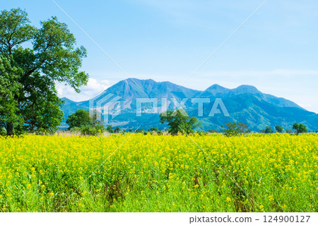 Iiyama City Tokiwa Rapeseed Flower Field Iiyama City Tokiwa Rapeseed Flower Field 124900127