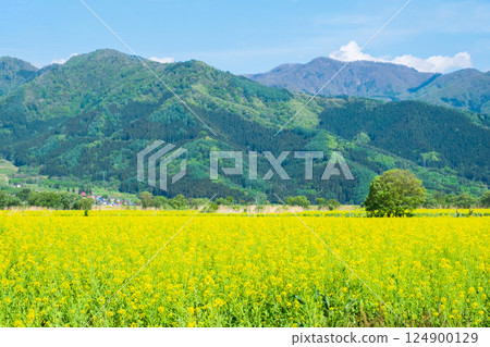 飯山市/常盤油菜田 飯山市/常盤油菜田 124900129