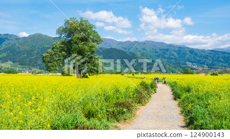 Iiyama City Tokiwa Rapeseed Flower Field Iiyama City Tokiwa Rapeseed Flower Field 124900143