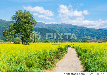 Iiyama City Tokiwa Rapeseed Flower Field Iiyama City Tokiwa Rapeseed Flower Field 124900144