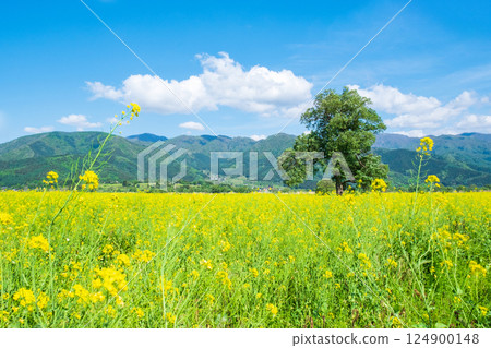 Iiyama City Tokiwa Rapeseed Flower Field 124900148