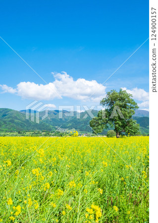 Iiyama City Tokiwa Rapeseed Flower Field Iiyama City Tokiwa Rapeseed Flower Field 124900157
