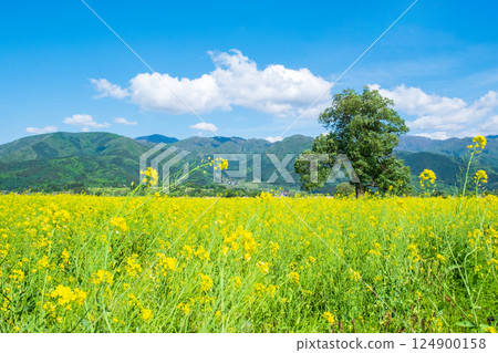 Iiyama City Tokiwa Rapeseed Flower Field 124900158