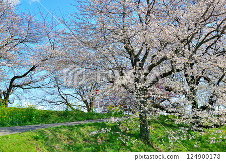 春季:埼玉縣比企郡吉見町櫻花堤公園 春季:埼玉縣比企郡吉見町櫻花堤公園 124900178
