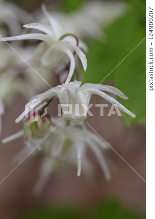 Tokiwa Ikarisso花 Tokiwa Ikarisso花 124900207