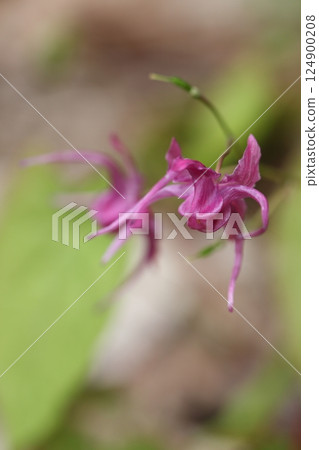 日本燈籠草的淡紫色花朵 日本燈籠草的淡紫色花朵 124900208