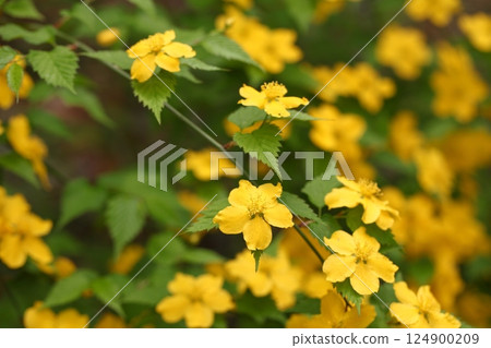 一簇山吹花 124900209