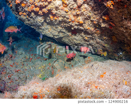 侘寂須竹（黃芩科）、南白蝶（扇貝科）、蝴蝶魚（蝶齒魚科）等 124900216