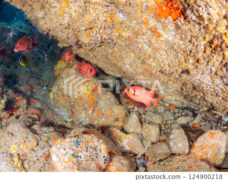 侘寂須竹（黃芩科）、南白蝶（扇貝科）、蝴蝶魚（蝶齒魚科）等 124900218