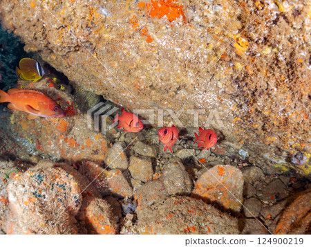 侘寂須竹（黃芩科）、南白蝶（扇貝科）、蝴蝶魚（蝶齒魚科）等 124900219