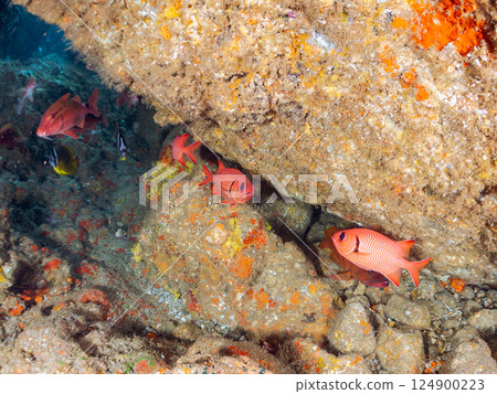 侘寂須竹（黃芩科）、南白蝶（扇貝科）、蝴蝶魚（蝶齒魚科）等 124900223